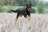 BEAUCERON 571